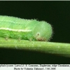 hyponephele lycaon ossetia larva l3 2